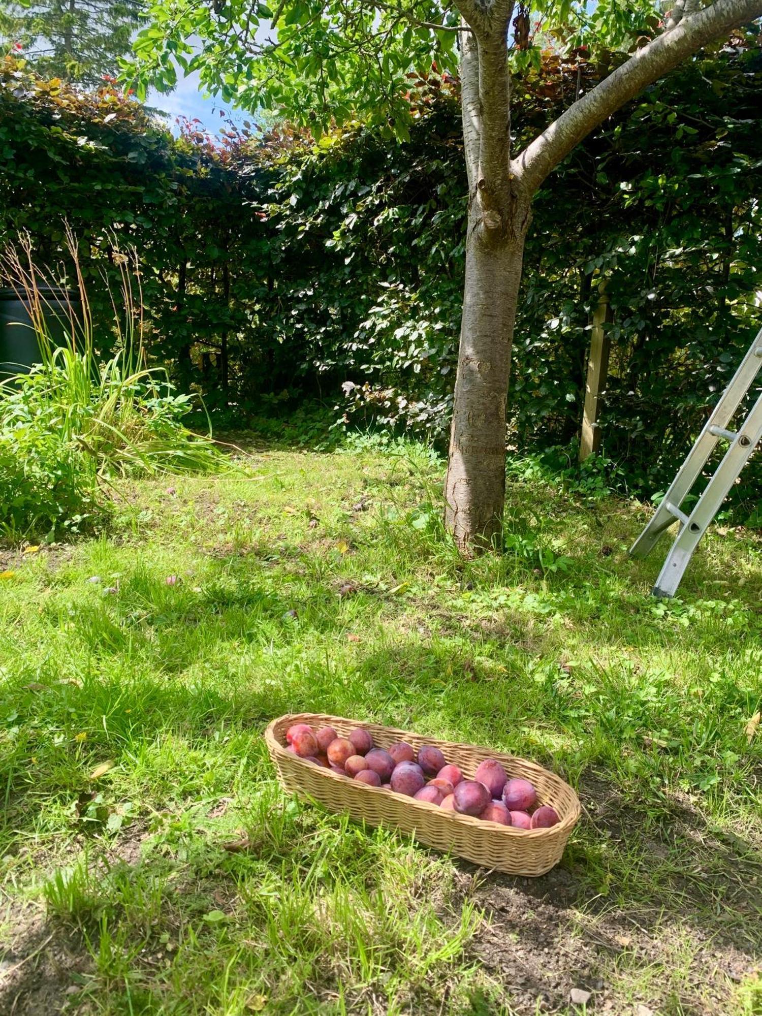 Watlington The Little Orchard别墅 外观 照片